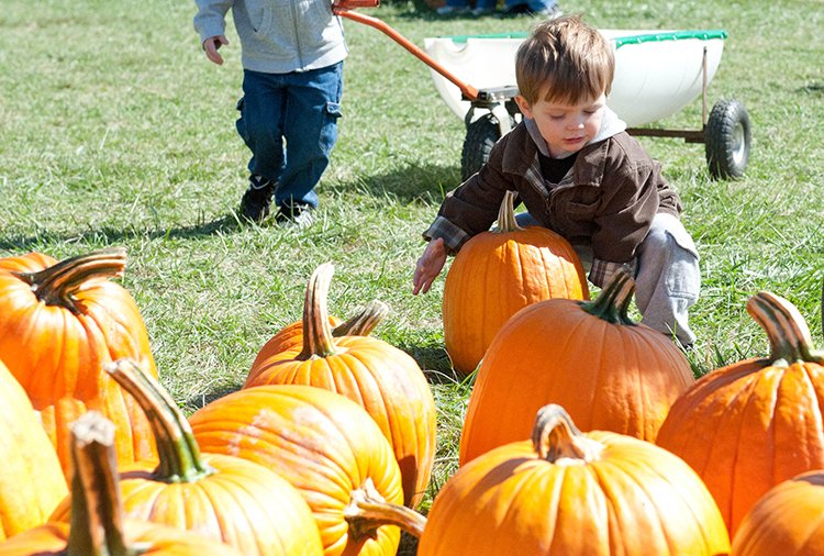 Two-year-old Patrick Fitzgerald, a member of St. Elizabeth Parish in Kansas City, Mo., picks out a pumpkin during CEF Day at the Pumpkin Patch on Oct. 5. The event at the KC Pumpkin Patch and Corn Maze in Gardner raised scholarship funds to help students attend Catholic schools.